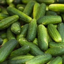 25 Seeds Maryland Cucumbers Crispy Crunchy Northern Cucks Vegetable Ga Beautiful - $12.49