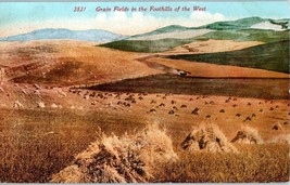 Grain Fields Foothills of the West Golden Hills Cows California Postcard 1912 - £11.06 GBP