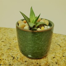 Haworthia Succulent in Ceramic Green Crackle Planter, 2", with River Rocks image 4