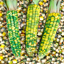 FROM USA  Green And Gold Dent Corn Seeds | Indian Ornamental Oaxacan Maize Flint - $5.95