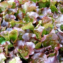 Lettuce Red Sails Seeds Fresh USA Shipping - £4.11 GBP