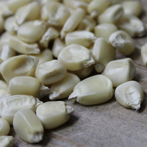 2Lb White Hominy Big Corn Maiz Blanco Nongmo For Food Garden Beautiful USA Selle - $25.00