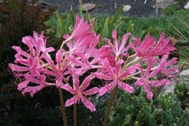 4 Bulbs Pink Lycoris Bulb,Spider Lily,Lycoris Radiata  - £23.16 GBP