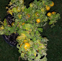 VC Monteka Micro Dwarf Sweet Cherry Tomato 12 Seeds (Read) Easy Grow - $10.87