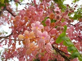 Easy to Grow Cassia Grandis 25 Seeds, Tropical Coral Shower Flowering Tr... - $16.22