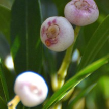 Syzygium (Acmena) Smithii Mini Lilly Pilly 10 Seeds Gardening USA SELLER - £22.53 GBP