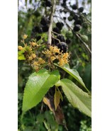 Guazuma ulmifolia - Troical &quot;BAY CEDAR&quot; 30 seeds - $3.95
