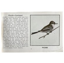Phoebe Bird Print 1931 Blue Book Birds Of America Antique Art PCBG13A - $366.80 MXN