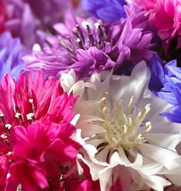 Polka Dot Mix Dwarf Bachelor Button Seeds Cornflower Edible Flower Seed  - £4.73 GBP