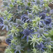 USA SELLER Eryngium Seeds Blue Hobbit 50 Seeds Sea Holly Seeds - £14.93 GBP