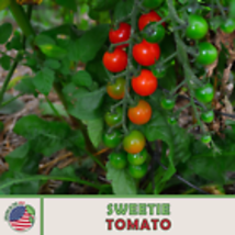  Sweetie Cherry Tomato 10 Seeds, Seedless, Open-Pollinated, Non-GMO, Gen... - £9.00 GBP