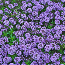 Creeping Thyme - 100 Seeds - $7.77