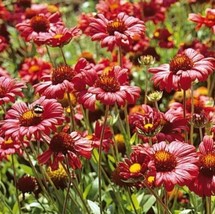 USA Non GMO 100 Seeds Blanket Flower Burgundy Red Flowers Perennial Gaillardia N - £7.04 GBP