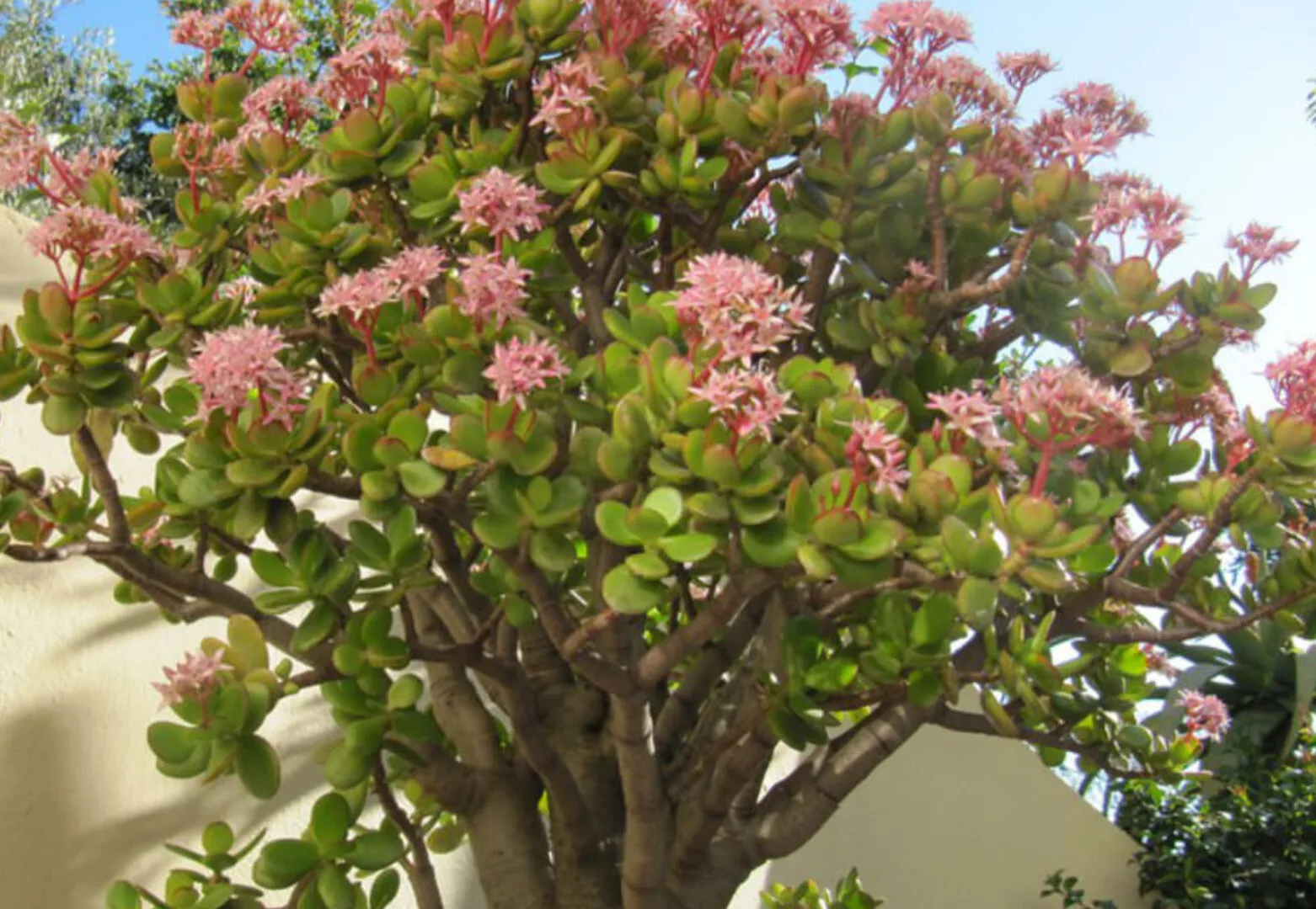 Crassula ovata – Jade live Plant, 5 Pieces Fresh Cuttings, 3-4” in length - $29.99