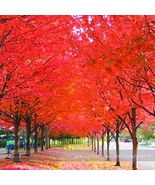 100% True Japanese Red Maple Tree Seeds, Professional Pack, Ornamental G... - £8.73 GBP