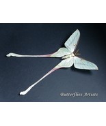Rare Celestial Moon Moth Actias Chapae XL Real Framed Entomology Shadowbox - $268.99