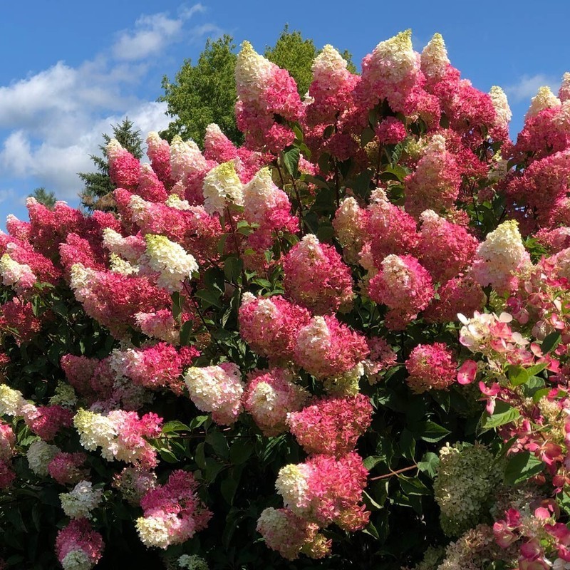 SMX 5 Berry Whit Hydrangea Seeds Shrub Seeds 1412 A Indoor Gardening - $10.26