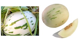 Snow Leopard Melon Seeds Gaya 300 Seeds International Ship - £21.88 GBP