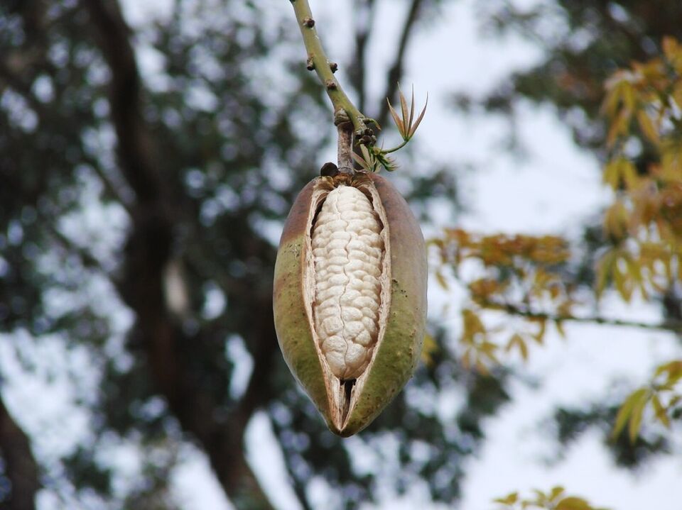 20 Silk Cotton Tree {Ceiba pentandra} Pre-Stratified seeds