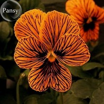 Viola Tiger Eye Pansy Flowers, 20 Seeds, handy bonsai plants E3739 FRESH SEEDS - £2.78 GBP