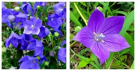 1500 Seeds Blue Ballon Flower Seeds Gardening International Ship - £23.58 GBP