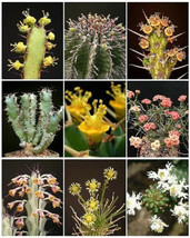 EUPHORBIA VARIETY  MIX  exotic succulent  rare cactus plant seed cacti  10 SEEDS - £7.16 GBP