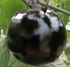 30+ Seeds Round Black Beauty Eggplant High Yield Tasty Green Asian Vegetable - £10.76 GBP