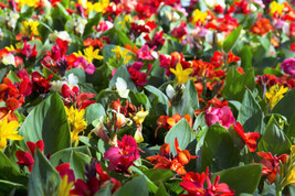 5 Mixed Canna Lily Generalis Mix Colors Red Yellow Hummingbird - £13.58 GBP