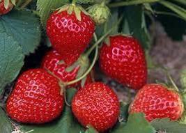 Large-sized Bright Red Cream Red Strawberry Seeds, Original Pack, Sweet ... - £8.59 GBP