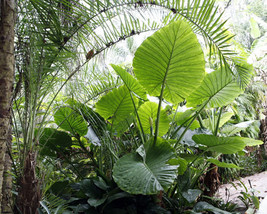 Borneo Giant  Plant - Alocasia / Elephant Ear / Taro - TWO 1 Gallon Size... - £799.35 GBP