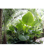 Borneo Giant  Plant - Alocasia / Elephant Ear / Taro - TWO 1 Gallon Size... - $1,000.00