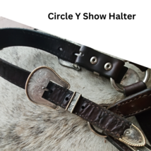 Circle Y Silver Show Halter Horse Size Dark Oil USED image 4