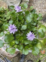 (6) Water Hyacinth Koi Pond Floating Plants Rid Algae LARGE Jumbo Purple... - $31.67