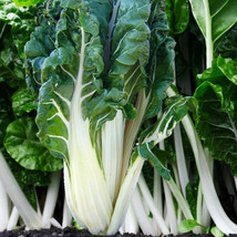 Large White Ribbed Swiss Chard Seeds Fordhook Lucullus Seed Fast Shipping - £4.76 GBP