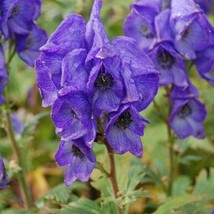 Chinese Aconite Seeds Aconitum Carmichaeli Packet Of 20 Seeds USA SELLER Fast Sh - £14.13 GBP