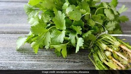 Fast Ship USA Seller 200 Seeds Organic Cilantro Seeds Seeds - $7.98