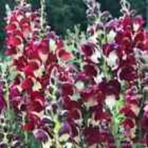 1000+ Snappy Night And Day Snapdragon Seeds - $9.00