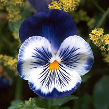 NEW! 35+ BLUE PANSY JOKER FLOWER SEEDS ANNUAL - $9.84