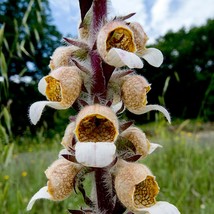 Digitalis Lanata Cafe Creme Seeds Woolly Foxglove Gardening Fresh USA SHIPPING - $12.46