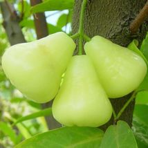 From Us Live Fruit Tree 12”-24” Syzygium Samarangense (Green Wax Apple) TP15 - $74.98
