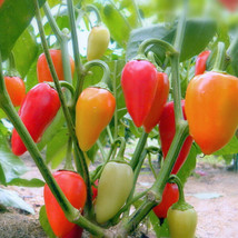 Santa Fe Grande Hot Pepper Seeds Guero Fresh Fast Shipping - $3.78