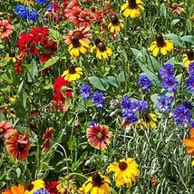 Southeast Wildflower Seed Mix, 25 Stunning Annuals and Perennials, FREE SHIPPING - $7.95