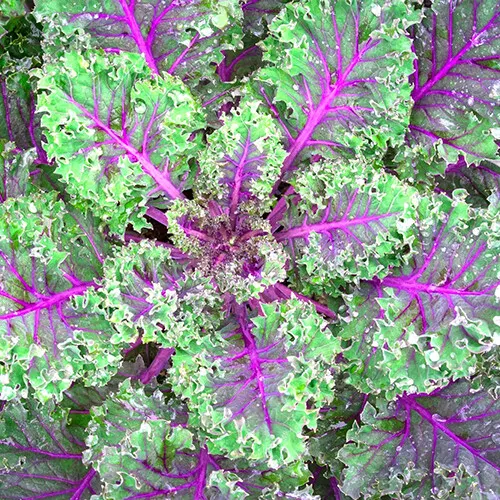 SR 250 Red Russian Kale Seeds Non GMO Seed Store 1099 Planting Seeds - £6.55 GBP