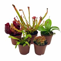 Carnivorous Plant Set, Venus Fly Trap Assortment, Rotundifolia, Live Potted prem - £51.29 GBP