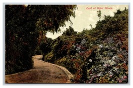 Garden of Gold Ophir Roses UNP Unused DB Postcard M17 - £2.25 GBP