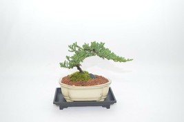 Bonsai, traditional bonsai, Japanese juniper, 3 years old, windswept style - £28.54 GBP