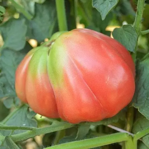 Oaxacan Pink Tomato Seeds Heirloom Organic S_S - $3.50