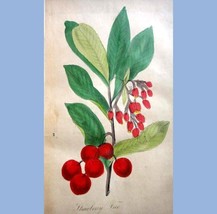 1856-57 Antique Bound Ladies&#39; Wreath W 12 Color Floral Bird Hand Colored Plates - £71.16 GBP