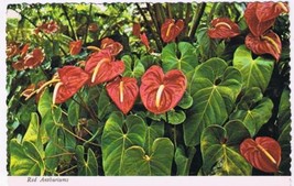 Hawaii Postcard Red Anthuriums - $3.95