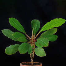 10 Of Euphorbia leuconeura Seeds Potted Plant - £20.28 GBP